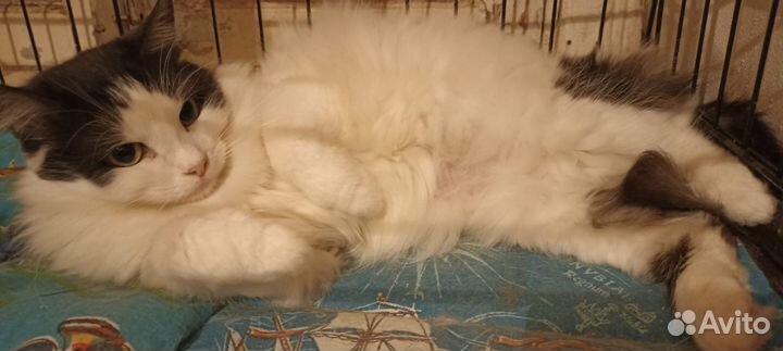 Кошка в дар бесплатно