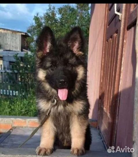 Вязка. Немец