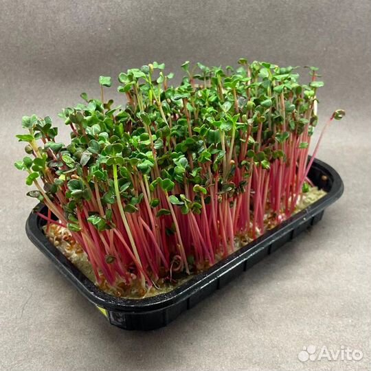 Микрозелень Редиса