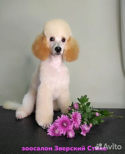 Стрижка собак и кошек