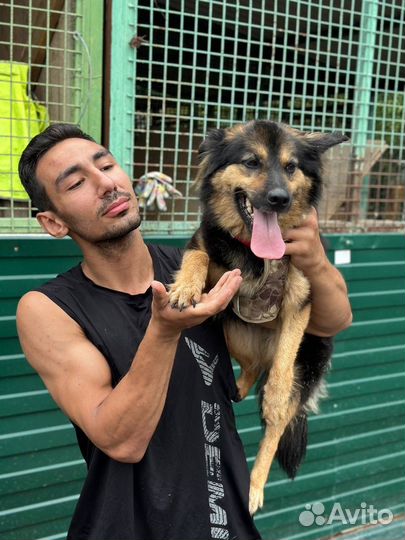 Собака из приюта