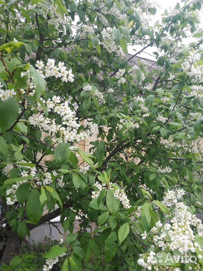 Телефон Samsung galaxy a5 2016