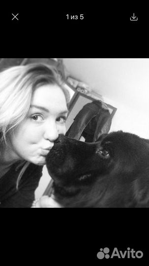 Выгул собак