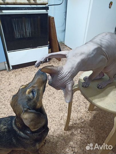 Передержка животных, догситтер, выгулы, зооняня