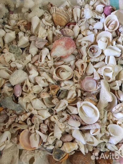 Натуральные кораллы и ракушки