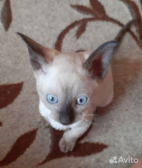 Котята корниш-рекс