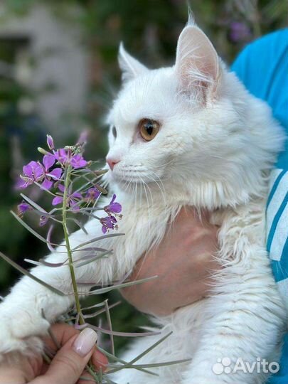 Красивый пацанчик в семью