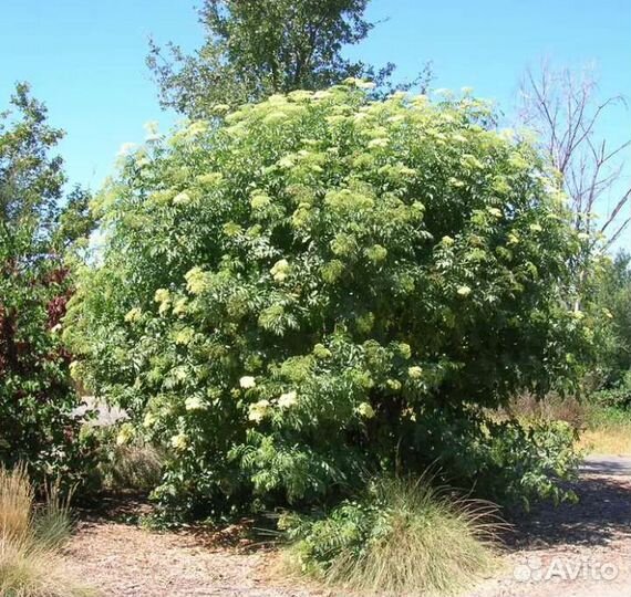 Бузина красная