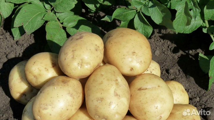 Продам картофель