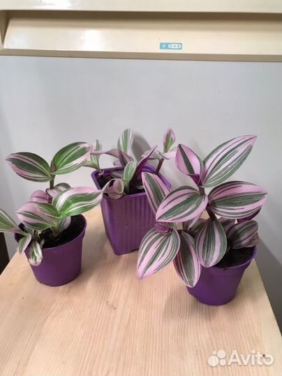 Нанук традесканция