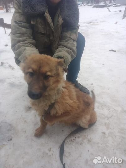 Отдам щенка в добрые руки