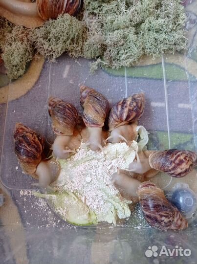 Улитки ахатины