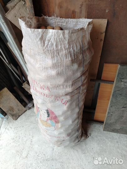 Картофель семенной Сантэ