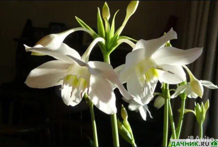 Эухарис амазонский