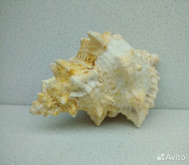 Бурса Лиссостома 14,4 морская ракушка раковина