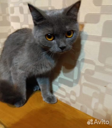 Кошки бесплатно