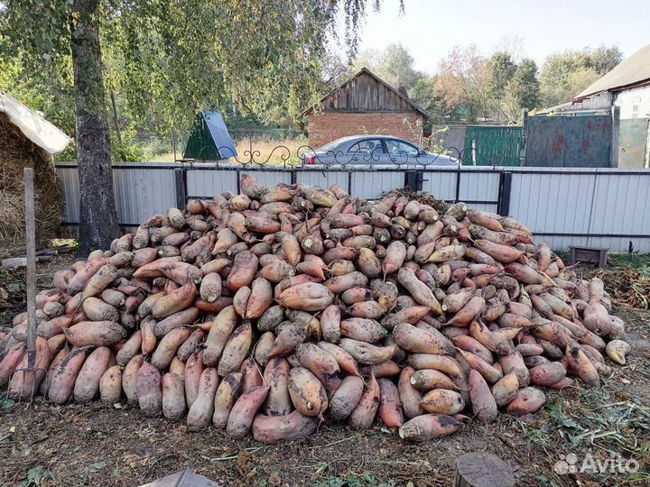 Свекла кормовая