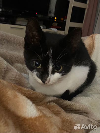 Котенок в добрые руки