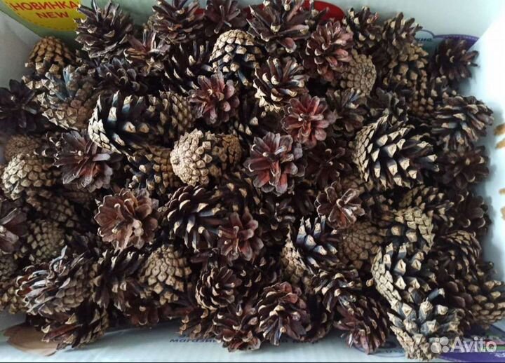 Шишки сосновые