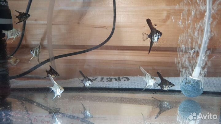 Отдам бесплатно