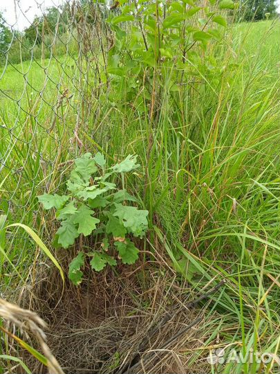 Дуб саженцы