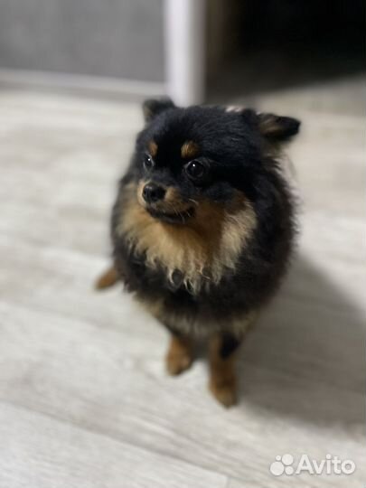 Померанский шпиц мини