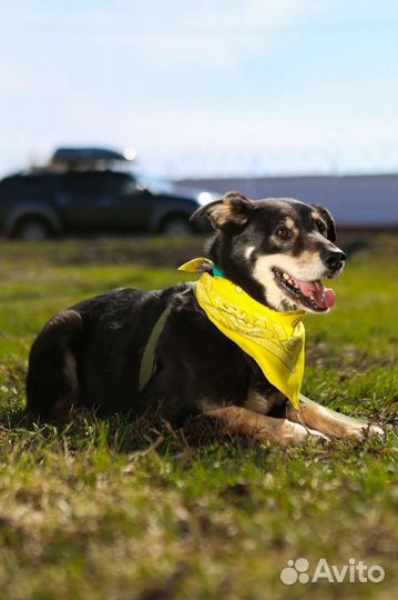 Просто дворняжка Теодор