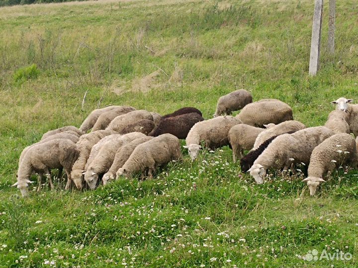 Ягнята- ярочки, барашки