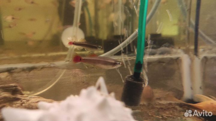 Аквариумные рыбки растения и всё для содержания