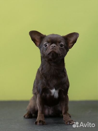 Щенки чихуахуа