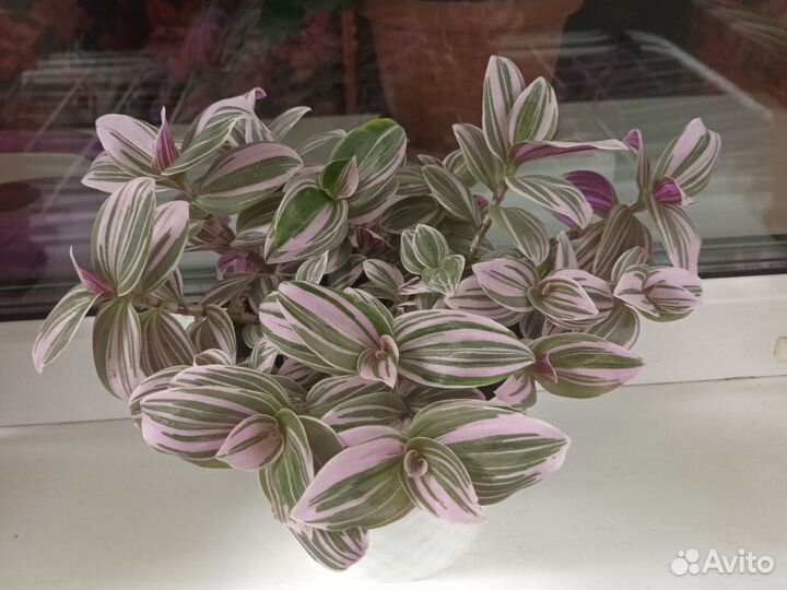 Комнатные цветы, отростки. Традесканция