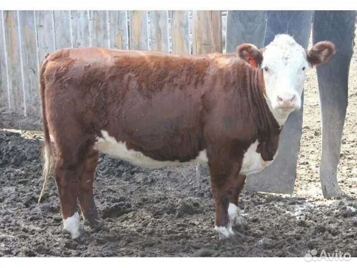 Телки герефорд