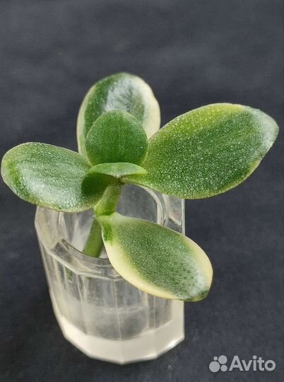 Крассула Lemon Lime