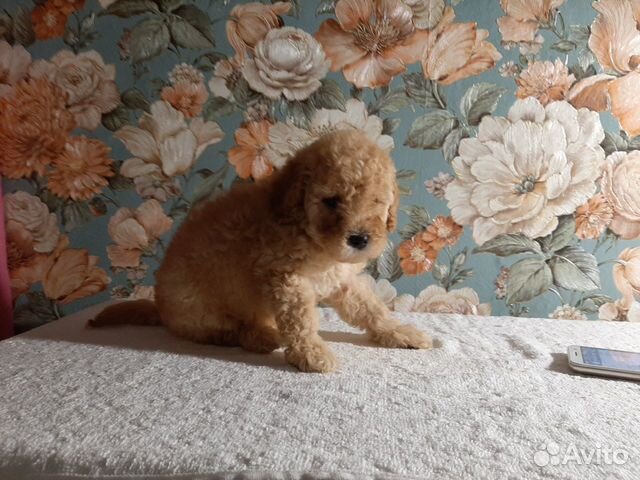 Мальтипу ф1 f1 в москве Тикап той до 22см