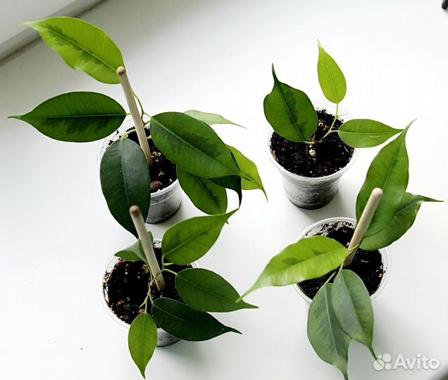 Фикусы Бенджамина Бафт,Реджинальд,Даниель