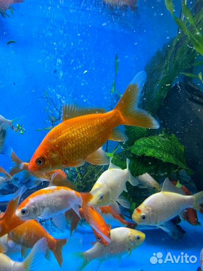 Рыба для пруда