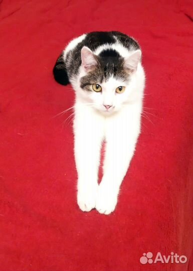 Кастрированный кот в добрые руки