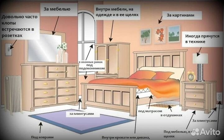 Уничтожение клопов. травля. Дезинфекция. Качество