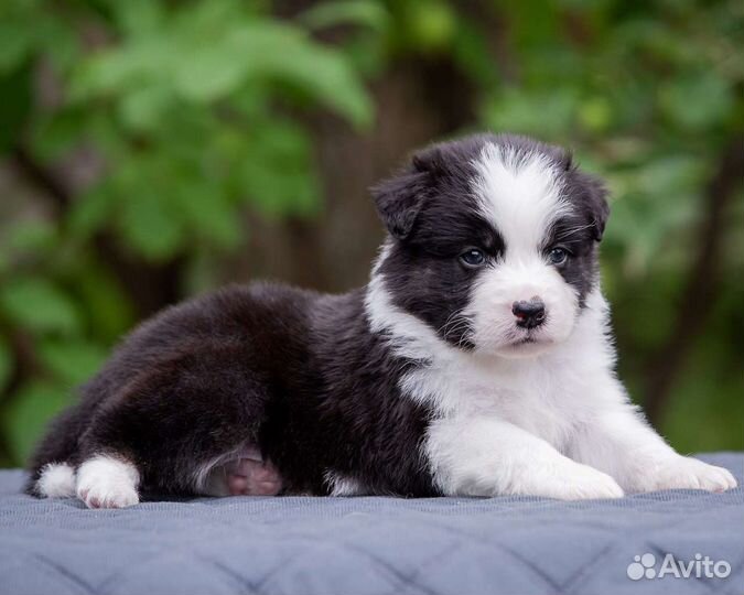 Австралийская овчарка аусси