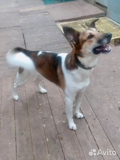 Собакав добрые руки