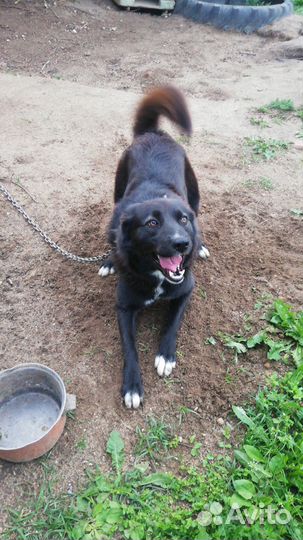 Отдам кобеля в добрые руки