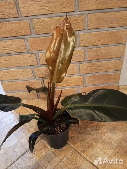 Филодендрон