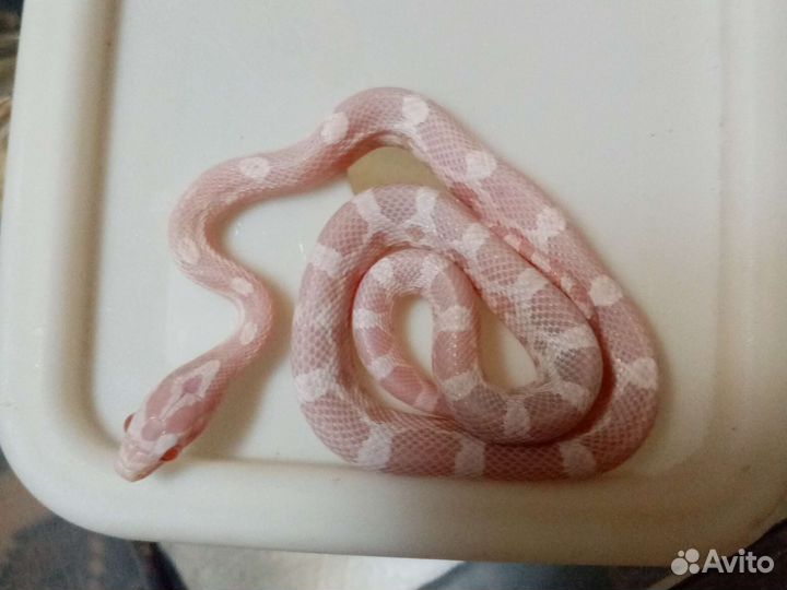 Маисовый полоз