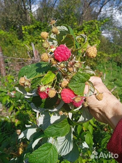 Ремонтантная малина рассада