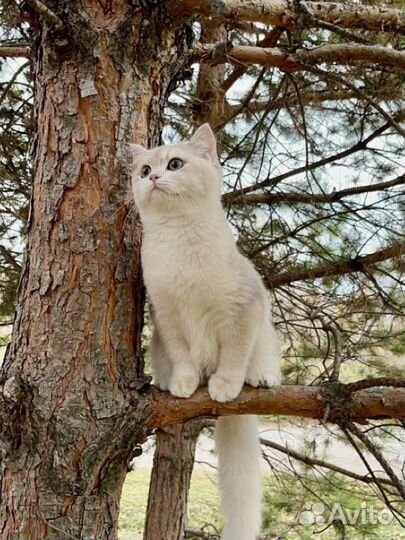 Мальчик BRI BSH AY11