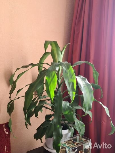 Пальма. Драцена душистая