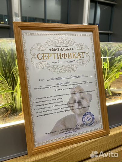 Груминг собак и кошек
