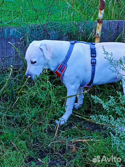 Лабрадор девочка