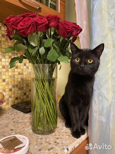 Отдам кота в добрые руки