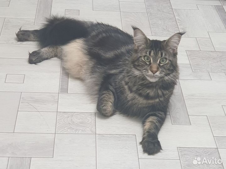 Мейн Кун котёнок